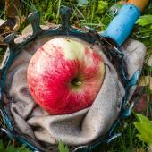 Bild på äpplen och plockare